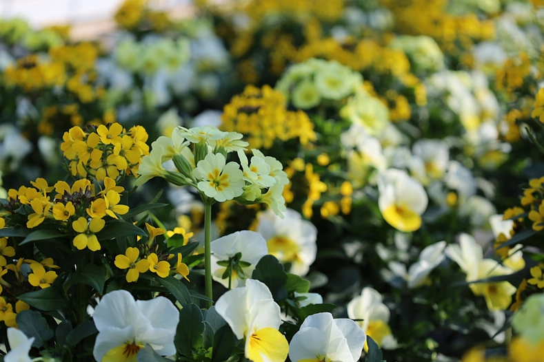Gelb blühende Blumen