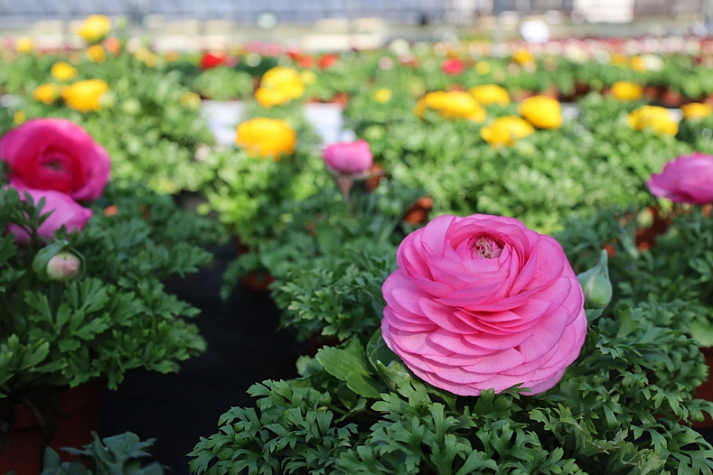 Ros Blühende Blume
